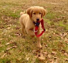 A red golden retriever puppy will be super cute and absolutely breathtaking. My Golden Retriever Puppy Schatzi Carrying His New But Too Big Red Collar Stock Photo B426d73f F11e 47c0 98ec 4962fd0bb8a2