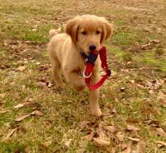 Join southern golden retriever society. My Golden Retriever Puppy Schatzi Carrying His New But Too Big Red Collar Stock Photo B426d73f F11e 47c0 98ec 4962fd0bb8a2