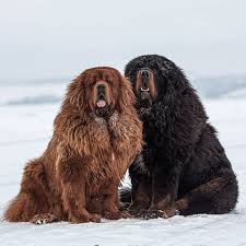Tibetan Mastiff The Most Expensive Dogs In The World I Chinese Bear Dog Cute Cats Lovely Dogs In 2020 Expensive Dogs Big Dog Breeds Bear Dog