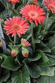 Gerbera Trees To Plant Plant Images Gerbera