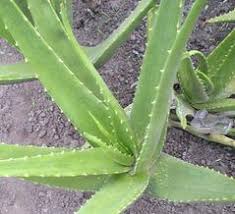 Lidah buaya bisa dimanfaatkan sebagai bahan alami untuk mengatasi jerawat. Cara Memanfaatkan Lidah Buaya Untuk Masker Wajah Dan Kecantikan Kulit