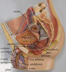 Anatomy Model Of Female Reproductive System And Image Result For Male Reproductive Reproductive System Female Reproductive System Human Anatomy And Physiology