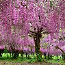 Image result for Wisteria