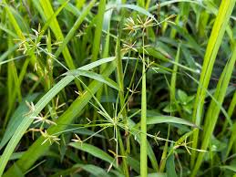Image result for Cyperus tenuispica