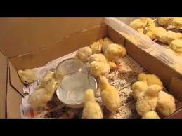 как вырастить цыпленка из яйца в домашних условиях без инкубатора Kormlenie I Propoj Cyplyat V Pervye Dni Zhizni Brollerov I Nesushek Youtube Porody Kur Cyplyata Kury Na Dache