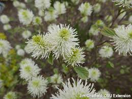 Image result for Fadogiella