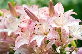 Lily flowers bad for cats. 10 Flowers That Are Poisonous To Cats Great Pet Care