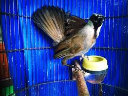 Kacer murai pelatuk decu loreng celepukhamsbear official. Jordan Bf Home Facebook