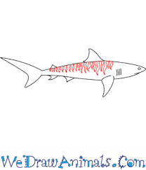 Draw the elongated shape in outlining the body of the tiger shark. How To Draw A Tiger Shark In 7 Easy Steps