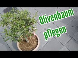 Wann und wie ihr das macht erfahrt ihr in diesem. Olivenbaum Pflege Olivenbaum Im Topf Pflegen Schneiden Dungen Giessen Standort Uberwintern Youtube