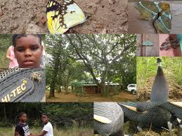 Image result for Hyperacanthus microphyllus