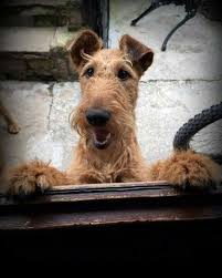 Here I Am Did You Call Airedale Dogs Irish Terrier Schnoodle Dog