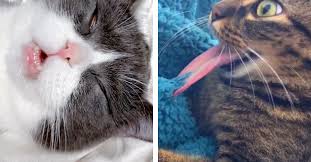 If the cat uses enough pressure to close the drawer on its own, you will not need to help. 19 Cat Videos On Tiktok That You Need To See