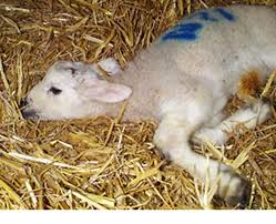 Maybe you would like to learn more about one of these? Nadis National Animal Disease Information Service