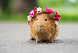 Plus essential advice on food, . National Pet Day 2021 List Of 8 Best Low Maintenance Pets