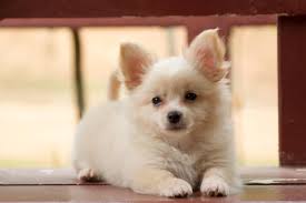 The maltipom breed has a long, soft, straight coat of hair that looks like it's flowing. Pomeranian Chihuahua Mix Care Guide A Feisty And Furry Friend Perfect Dog Breeds