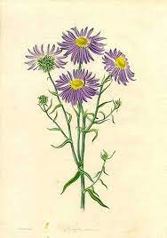 Bestellen sie bereits ab 25€ versandkostenfrei im wein & co online shop! Arlo Aster Botanical Drawings Aster Flower Botanical Illustration