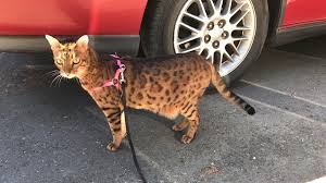 When a cat is standing up their primordial pouch hangs down making it look like a saggy tummy. Just My Cat Can You Believe We Adopted Her From A Shelter Cats