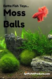 The Ultimate Guide To Betta Fish Toys What To Get Why You Need It Spiffy Pet Products Betta Fish Toys Fish Pet Fish