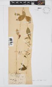 Image result for Bothriocline laxa