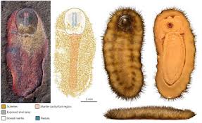 Image result for Sabicea bequaertii