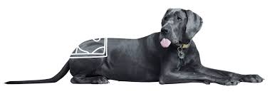 Check spelling or type a new query. Pet Insurance For Dogs Puppies Petplan