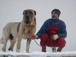 Breeds Of Turkey Anatolsky Pastevecky Pes Kangal Dog Livestock Guardian Dog Giant Dogs