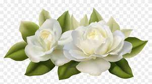 Gardenia Flowers Png Transparent Png Download 7668x3956 241984 Pngfind