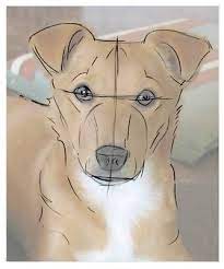 Here S How To Draw Your Dog S Portrait Using A Photograph Dog Drawing Tutorial How To Draw A Dog Draw Dog