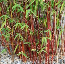 Pin Op Plants