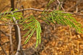 Image result for Albizia brevifolia