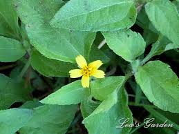 Image result for Calyptocarpus vialis
