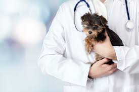 Jan 21, 2020 · the first possible reason why a mother might kill one of her kittens is that she is conducting a 'disease control system'. When The Caring Is Too Much Counseling Today
