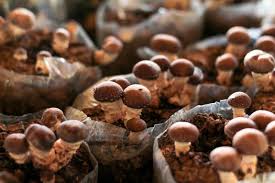 They're tan to dark brown, with caps that grow between 2 and 4 inches (5 and 10 cm). Grzyby Shiitake Opis Wystepowanie I Zdjecia Grzyby Shiitake Ciekawostki