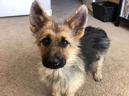 Am deutschen schäferhund scheiden sich die geister. Suss Schaferhund Ranger Ist Kleinwuchsig Und Sieht Ewig Wie Ein Welpe Aus Lauft