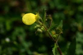 Image result for Calceolaria tripartita