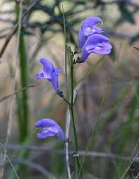 Image result for Scutellaria violascens