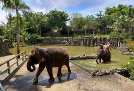 Harga tiket masuk lembang park & zoo. Berapa Harga Tiket Masuk Bali Zoo