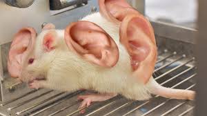 The mouse with a human ear on its back is a mouse with a human ear on its back. Stressed Lab Rat Breaking Out In Human Ears