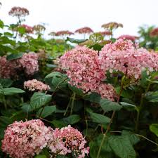 Image result for Hydrangea arborescens Pink Anabelle