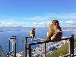 Erst im quartär (ab etwa 1,8 mio. Besuch Bei Den Berberaffen Von Gibraltar Rapunzel Will Raus