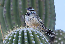 Although the cactus wren looks similar to other wrens in its genus, cactus wren identification is made easier since the habitat of campylorhynchus wrens does not overlap. Cactus Wren Wikipedia