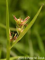 Image result for Scleria racemosa