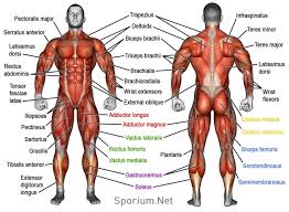 There are three types of muscle tissue in the human body: Kas Anatomisi Human Muscular System Muscle Names Body Muscles Names Human Muscular System