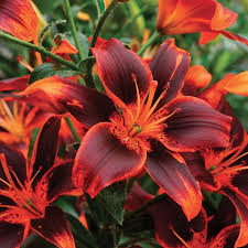 Check spelling or type a new query. 47 Different Types Of Lilies Housessive