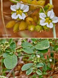 Image result for Limeum