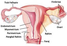 Penerangan mengenai cadangan hari anda sudah boleh mula berurut selepas bersalin yang kebiasaanya dilakukan oleh semua wanita. Berapa Lama Untuk Hamil Blog Fertiliti Dr Natasha Nor