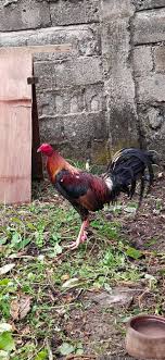 Maybe you would like to learn more about one of these? Acquire Pure Allen Roundhead Bc And Baranbros Gameyard Facebook