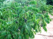 Image result for Clausena anisata