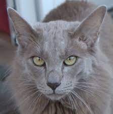 Maybe you would like to learn more about one of these? Lavender Cat Colors Cats Beautiful Cats